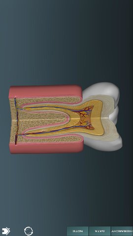 人体解剖学图集软件下载手机版