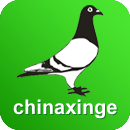 中国信鸽信息网app 20230112 安卓版