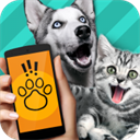 Pet Translator宠物交流app 1.1 安卓版