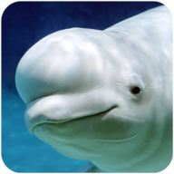 白鲸模拟器游戏 1.0.1 安卓版
