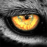 孤豹影视软件 2.8.3 安卓版