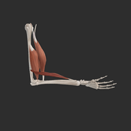 3D动态解剖App 1.0 安卓版